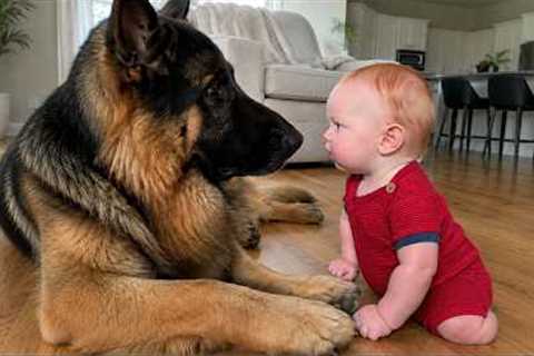 I Got a German Shepherd Dog...Then He Became Our Baby's Best Friend!