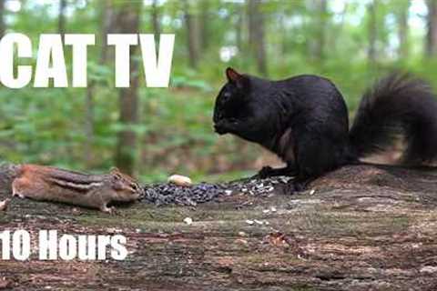 Saturday Morning Cartoons for Pets 🐱 - 10 Hour Forest Friends Edition - Cat TV - Jul 18, 2026