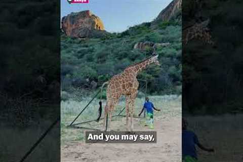 Animals Around the World!