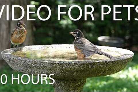 Cat TV for Pets to Watch 🐱 - 10 Hours of Backyard Chipmunks, Birds and Squirrels - Jul 19, 2026