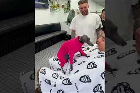 Italian greyhound cuddles customers at barber shop!