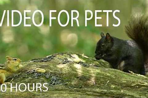 Cat TV for Pets to Watch 🐱 - 10 Hours of Chipmunks, Squirrels and Forest Friends - Jul 20, 2026