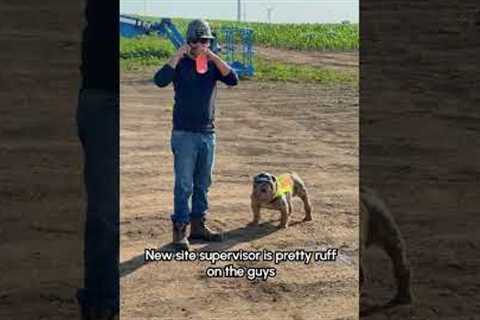 Worked on a site with this guy as the manager a few years ago & he works the boys to the bone! 😂🐕