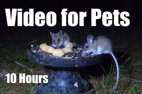 Cat TV for Pets to Watch 🐱 - 10 Hours of Mice at Night - Jul 21, 2026