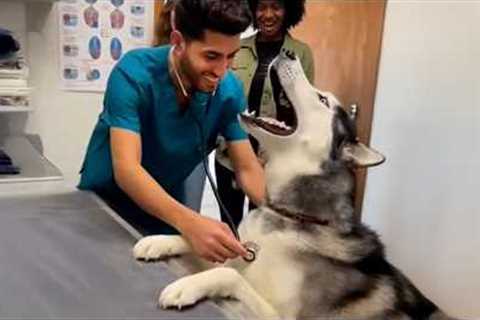 Overdramatic Animals Suddenly Realize They’re at the Vet 😂
