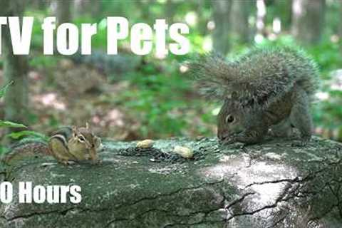 Chipmunks, Squirrels and Forest Friends - 10 Hour Cat TV for Pets to Watch 🐱 - Jul 22, 2026