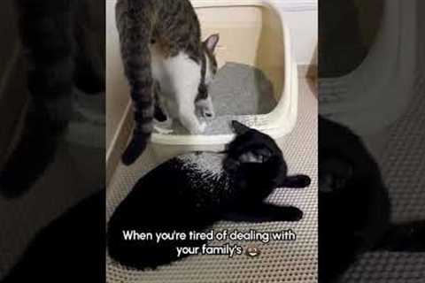 Stand up bro! STAND UP!! 😤💥🤦‍♂️😹 #Cats #Funny