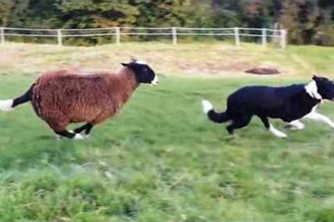 Hilarious Dogs Encounter Wild Animals for the First Time! 🤣