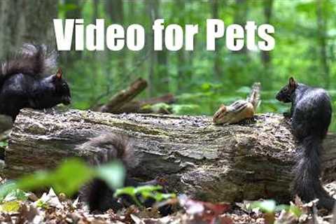 10 Hour Cat TV for Pets 🐱 - Chipmunks, Squirrels and Forest Friends in Harmony - Jul 23, 2026