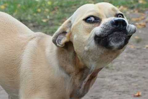Bro... Seriously?! The Ridiculous DOG Videos You'll Watch Today 😂
