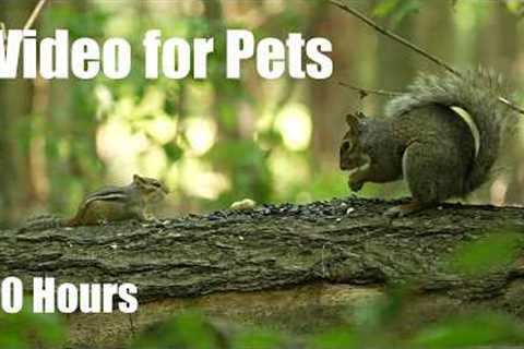Relaxing Video for Pets and People - Birds, Squirrels and Chipmunks in the Forest - Jul 24, 2026