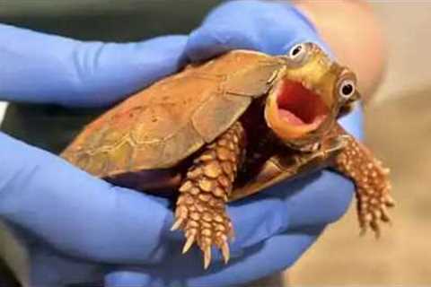 I Never Expected a Turtle to Be This Funny... 😂