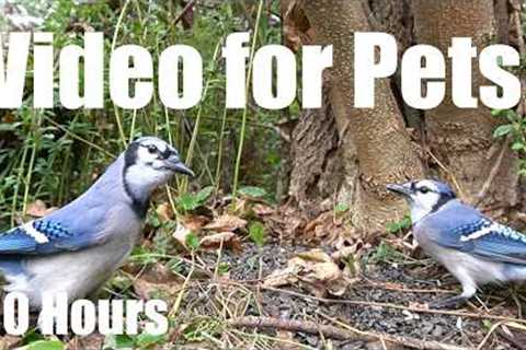 Saturday Morning Cartoons for Pets 🐱 - Jays, Ravens, Red Squirrels and More - Jul 25, 2026