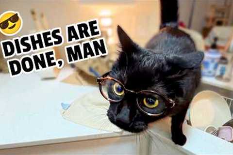 The HILARIOUS Pet Videos You Missed This Month 😹
