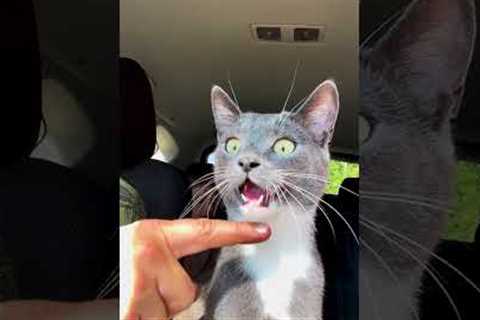 The FUNNIEST Pets Of July