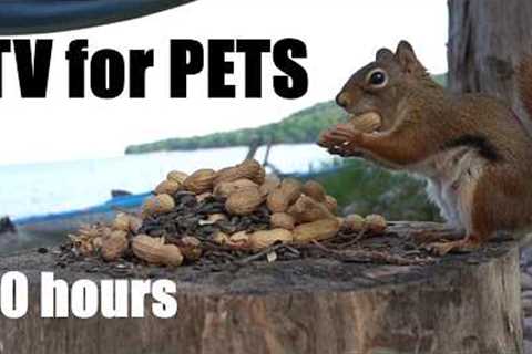Cat TV for Pets to Watch 🐱 - Beach Day for Birds, Chipmunks and Squirrels - Jul 26, 2026