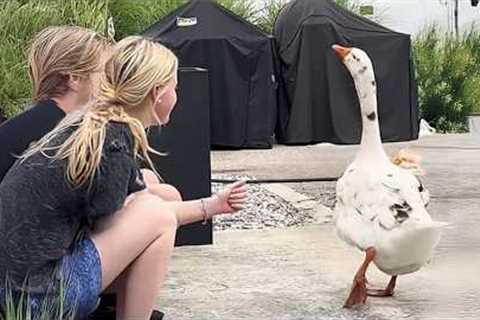 Animals Getting Scared Over Nothing 😂