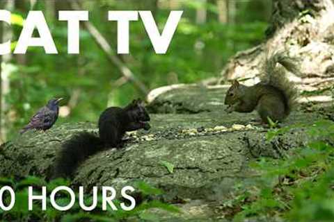 Cat TV for Pets to Watch 🐱 - Birds, Squirrels and Chipmunks in the Forest - Jul 27, 2026