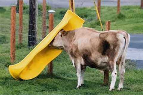The Funniest and Most Chaotic Farm ANIMALS Video Ever! 😂