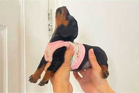Funniest PUPPIES Being DRAMATIC Ever Caught on Camera 🐾
