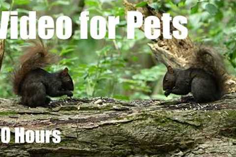 Black Squirrels, Chipmunks and Animals in the Forest - 10 Hour Cat TV for Pets 🐱 - Jul 28, 2026