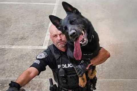 These K9 Dogs Look Tough... Until They Don't 😂Funniest Dog Video!