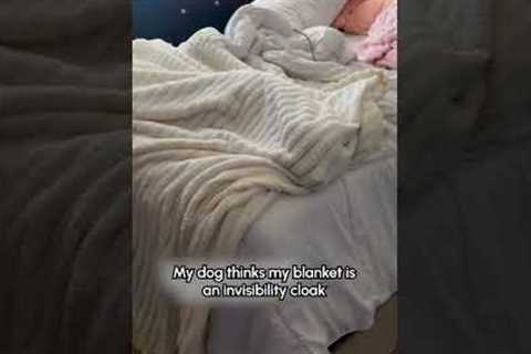 The nose boop is the activation button for the tail wags 🤣  #Dog #Funny #Pets