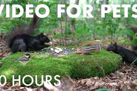 Chipmunks, Squirrels and Forest Friends - 10 Hours of Cat TV for Pets to Watch 🐱 - Jul 29, 2026
