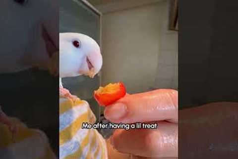 Don't mess with me when I haven't eaten and I'm overstimulated! 🤣🦜 Birds #Lovebird #Funny