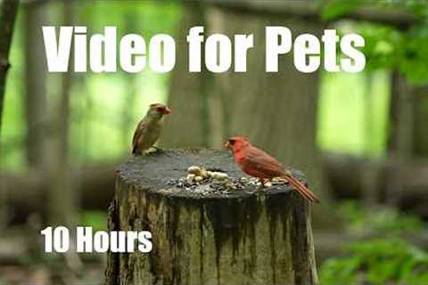 Cardinals, Chickadees and Beautiful Animals in the Forest - 10 Hour Cat TV for Pets - Jul 30, 2026