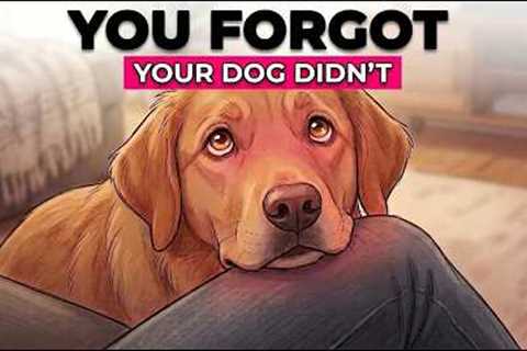 Moments Your Dog Stores in Their Memory Forever