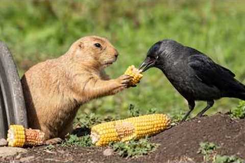 Animals Find Their Best Friends and Help Each Other in Ways You Never Expected! ❤️