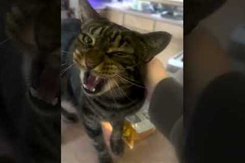 Very Vocal Cat Demands To Be Heard!
