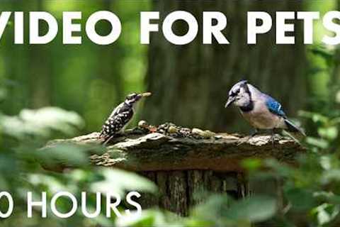 Cat TV for Pets to Watch 🐱 - Beautiful Birds, Squirrels and Chipmunks in the Forest - Jul 31, 2026