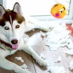 Husky Husky Huskies! 15 Minutes of Furry Madness 😜