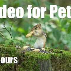 Saturday Morning Cartoons for Pets 🐱 - 10 Hours of Chipmunks and Forest Friends - Aug 01, 2026
