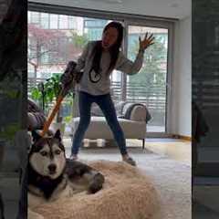 Hilarious Husky Fails! #Dog #Husky #Funny