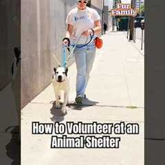 2 Hours Can Change a Shelter Pet’s Life: How To Volunteer At An Animal Shelter #Dogust