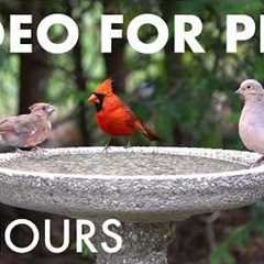 Cat TV for Pets to Watch 🐱 - 10 Hours of Birds and Friends Enjoying the Birdbath - Aug 02, 2026