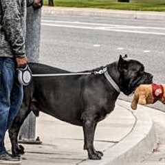 Hilarious Big Dogs and Their Secret Lives as Drama Queens 😂