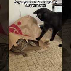 Cat Pounces on Sibling Sitting Inside Paper Bag