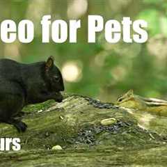 Relaxing Video for Pets and People - 10 Hours of Chipmunks, Birds and Squirrels - Aug 03, 2026