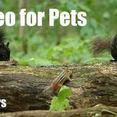 Cat TV for Pets to Watch 🐱 - Black Squirrels, Chipmunks and Forest Friends - Aug 04, 2026