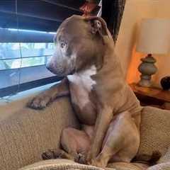 You'll Never Look at Pit Bulls the Same Way Again!