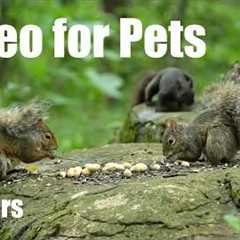 Relaxing Cat TV for Pets and People - 10 Hours of Birds and Animals in the Forest - Aug 05, 2026