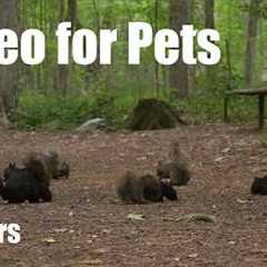 A Scurry of Squirrels and Forest Friends - 10 Hour Cat TV for Pets to Watch 🐱 - Aug 06, 2026
