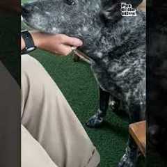 Blue Heelers! The dog that inspired Bluey!
