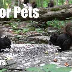 Cat TV for Pets to Watch 🐱 - 10 Hours of Squirrels, Chipmunks and Forest Friends - Aug 07, 2026