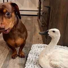 Animals Are Comedy Gold    They Never Fail to Make Us Laugh 🤣