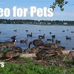 Ducks, Geese and Birds by the Water - 10 Hour Relaxing Cat TV for Pets and People - Aug 08, 2026